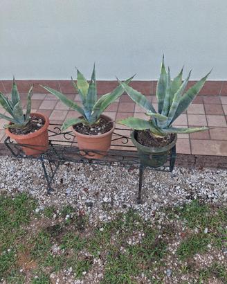 agave