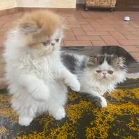 Gattini persiani