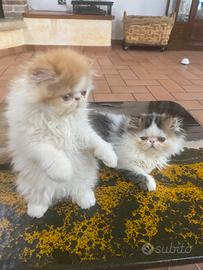 Gattini persiani
