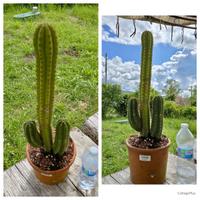 Cactus caudex pianta fiore lotto