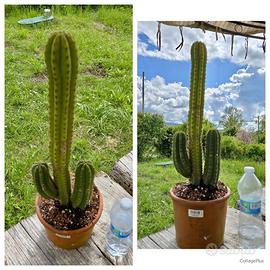 Cactus caudex pianta fiore lotto