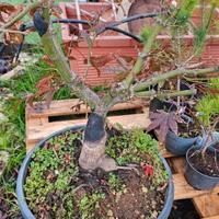 Prebonsai acero diverse qualità