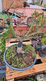 Prebonsai acero diverse qualità