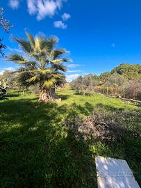 V/1305 Appezzamento di terreno agricolo