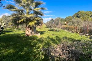 V/1305 Appezzamento di terreno agricolo