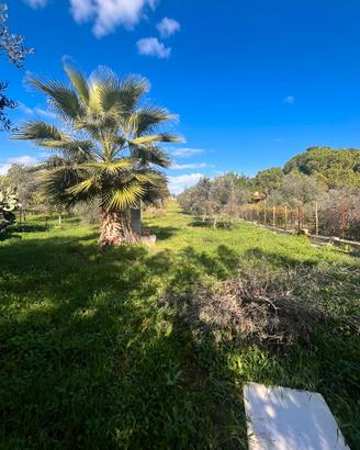 V/1305 Appezzamento di terreno agricolo