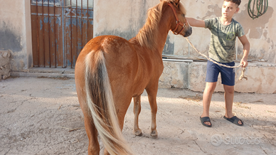 Pony per bambini