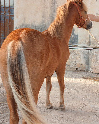 Pony per bambini