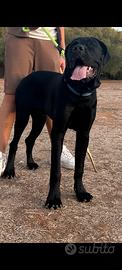 Cane corso