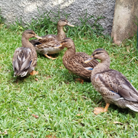 Anatre Germano Reale