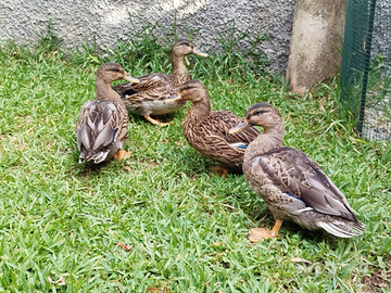 Anatre Germano Reale