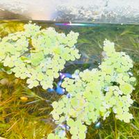 Piantine per acquario e lumachine