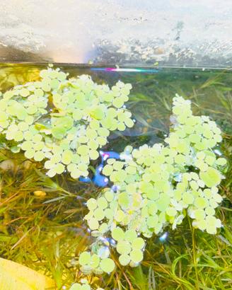 Piantine per acquario e lumachine