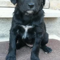 Cani da caccia o tartufi