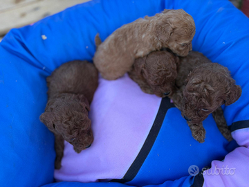 Barboncina femmina Red