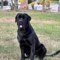 Cane corso