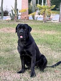 Cane corso