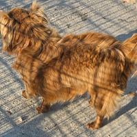 Chihuahua pelo lungo e corto