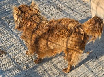 Chihuahua pelo lungo e corto