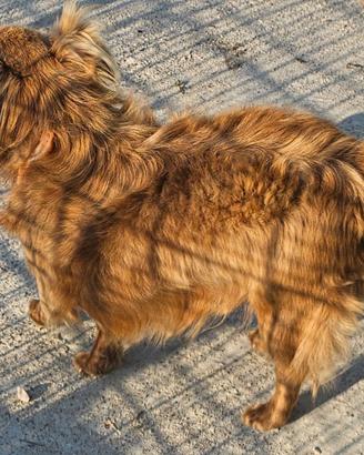 Chihuahua pelo lungo e corto