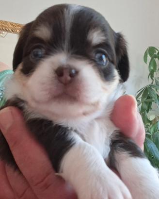 chihuahua pelo lungo 