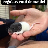Ratto domestico
