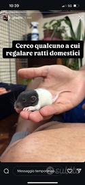 Ratto domestico
