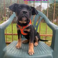 Meravigliosi cuccioli da adottare