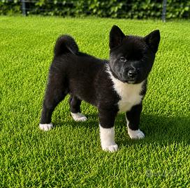 Cuccioli di Akita