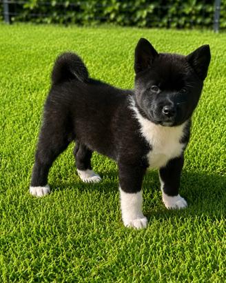 Cuccioli di Akita