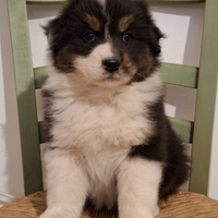 Cuccioli di pastore australiano