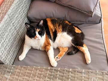 Gatto domestico