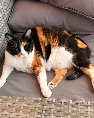 Gatto domestico