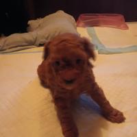 Barboncini toy neri e red