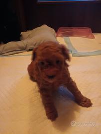 Barboncini toy neri e red