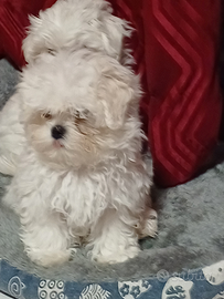 Maltese