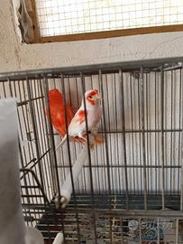 Canarini a fattore rosso
