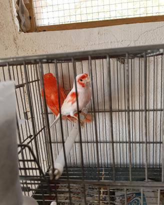 Canarini a fattore rosso