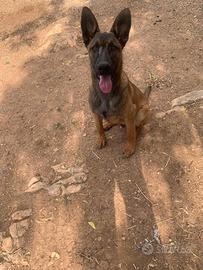 Cucciolone Pastore Belga Malinois recupero spese