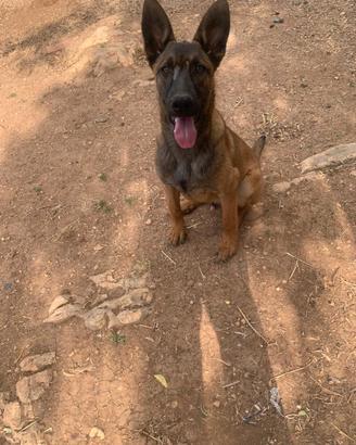 Cucciolone Pastore Belga Malinois recupero spese