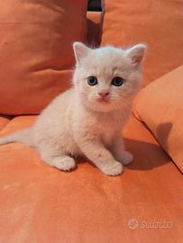 British shorthair