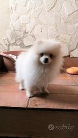 Spitz tedeschi nani volpino di Pomerania