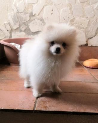 Spitz tedeschi nani volpino di Pomerania