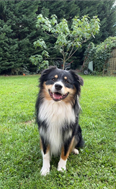 Australian Shepherd disponibile per monta