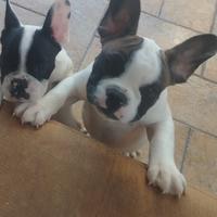 Cuccioli bulldog francese