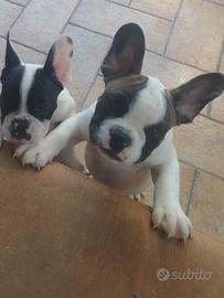 Cuccioli bulldog francese