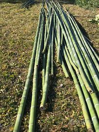 Canne bambu’