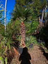camerops humilies