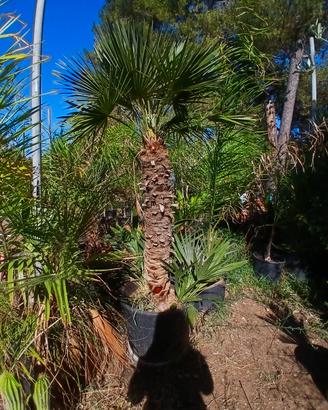 camerops humilies