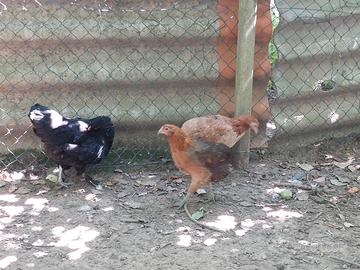araucana